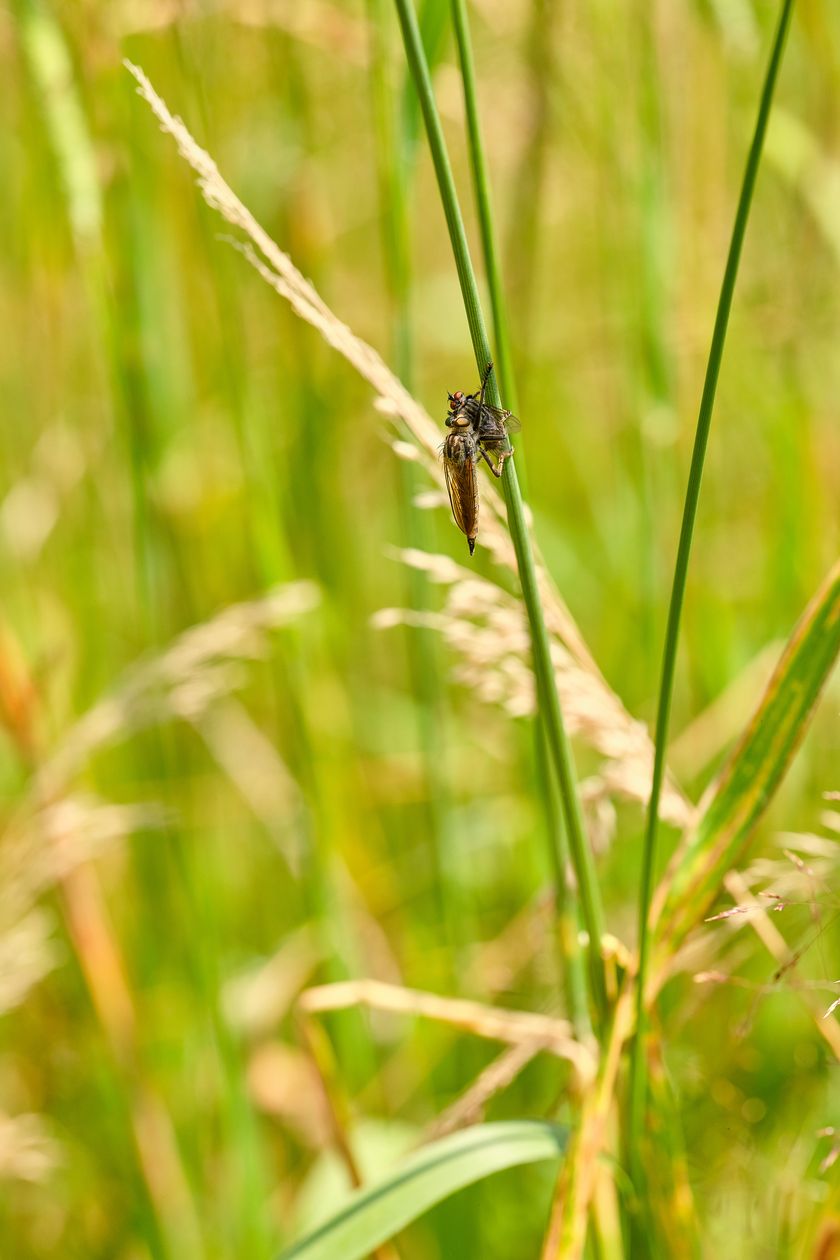 Biodiversität bedeutet auch Nahrung für viele Raubtierchen - auch unter den Insekten. Die Urdinkelfelder in der Biosphäre Entlebuch: Viele Ökosysteme, die in sich funktionieren.
