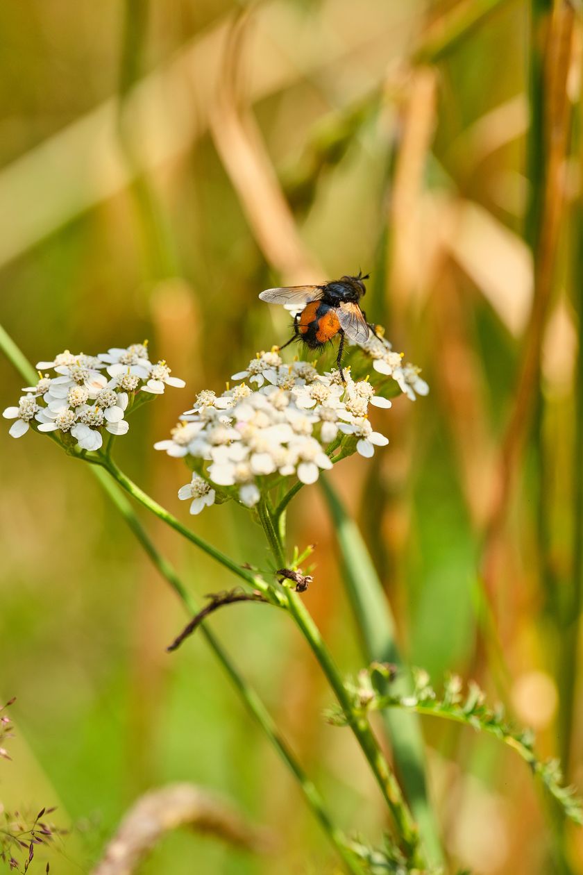 Ein wahres Schlarafenland für jegliche Insekten - ob mit oder ohne Flügel.