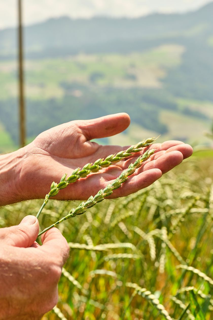 So sieht gesunder Urdinkel aus. "Wie schön wie das wächst".