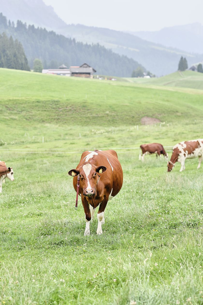 Regionalprodukte_Bergheumilch_Mozzarella_Hof Untergass_Marbach_hurrah.ch (2)