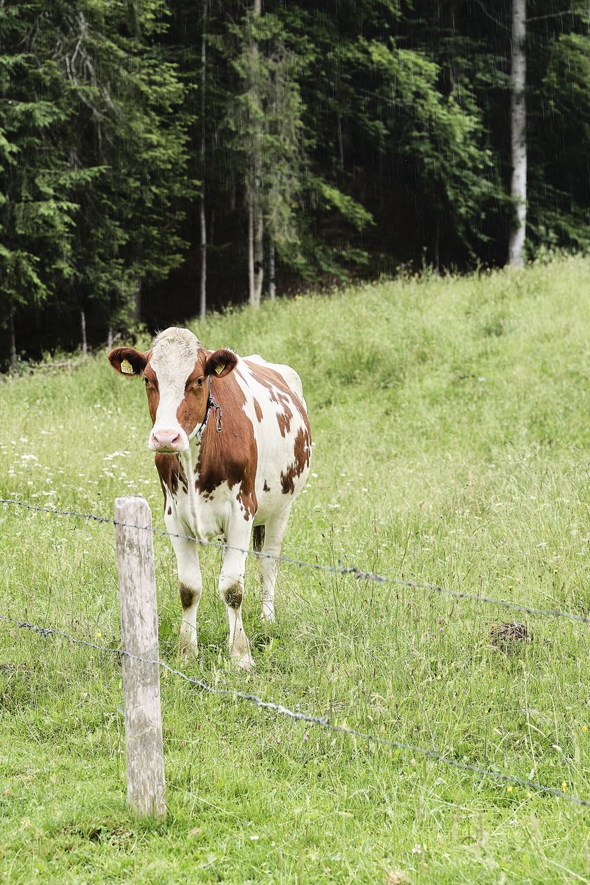 Regionalprodukte_Bergheumilch_Mozzarella_Hof Untergass_Marbach_hurrah.ch (43)