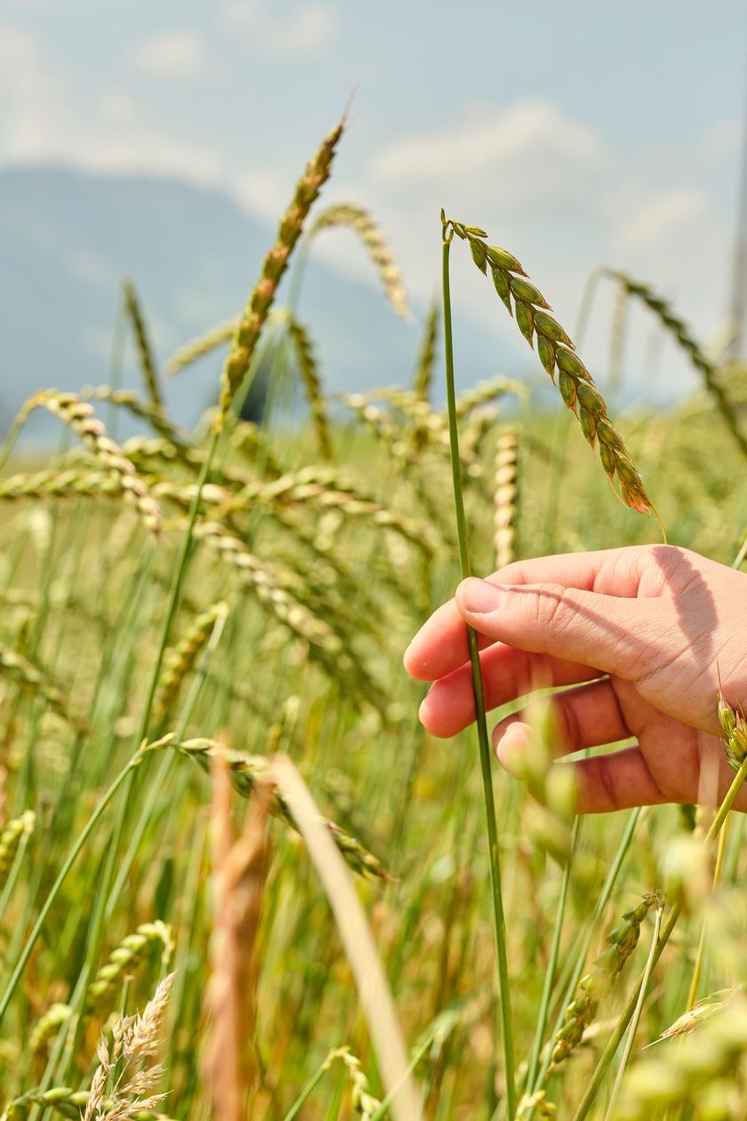 Das Jahr 2021 war nicht einfach: Viel Regen, viel Hagel und starke Temperaturschwankungen - zum Glück ist der Urdinkel robuster als Welzen! Dieser Knick ist übrigens ein Indiz für Hagelschaden.