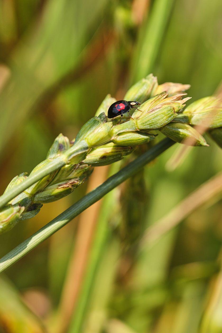 Eine wahre Oase für Insekten in allen Grössen und Farben.