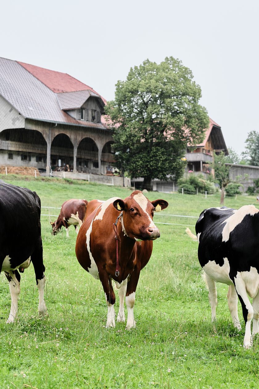 Regionalprodukte_Bergheumilch_Mozzarella_Hof Untergass_Marbach_hurrah.ch (29)