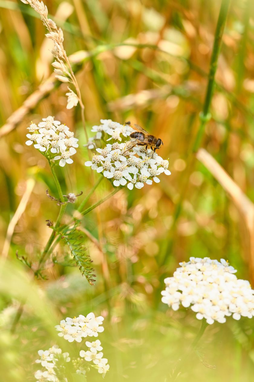 Auch Bienchen profitieren von dieser Flora-Vielfalt im Urdinkelfeld.