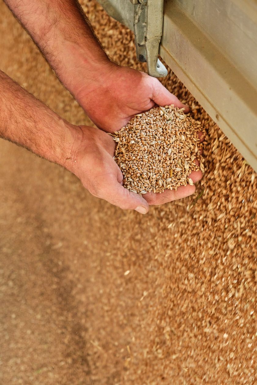 Bei der Mühle Eggiwil angekommen, wird die kostbare Ernte ausgeladen.
