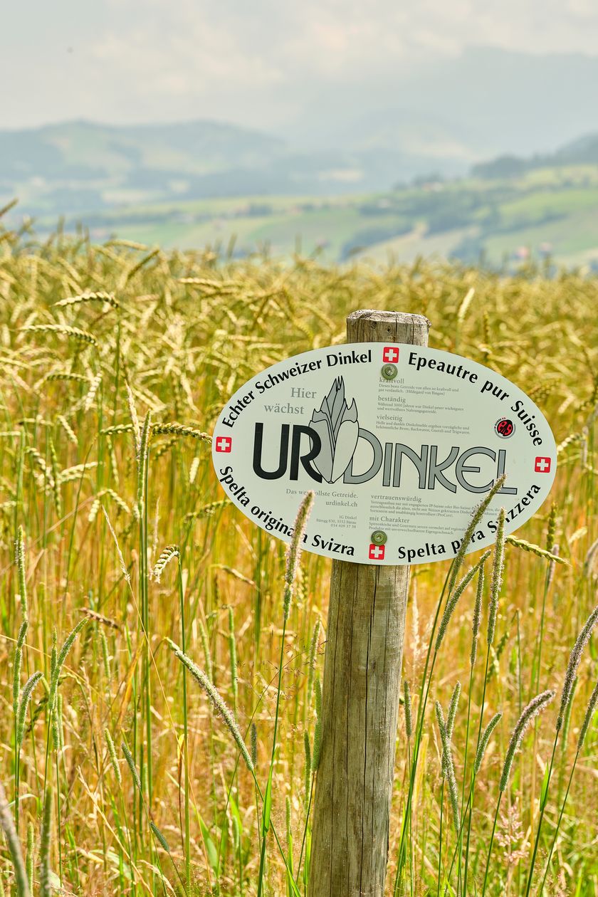 Echter Schweizer Urdinkel wächst hier: So werden Urdinkel Felder deklariert und für alle sichtbar gemacht.